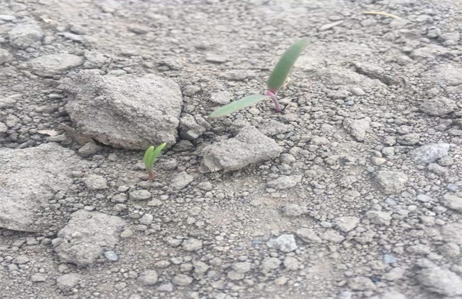 Propagation methods of Chenopodium quinoa