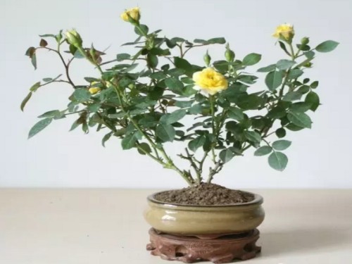 How to prune the rose-- the pruning method of rose bonsai