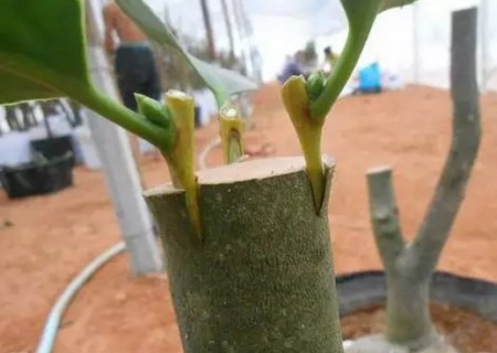 Grafting method of potted Camellia