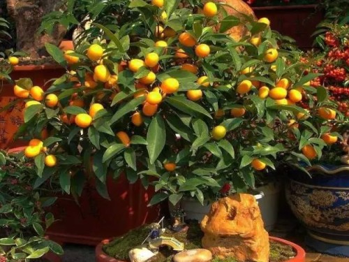 How to trim the bonsai of fruit trees