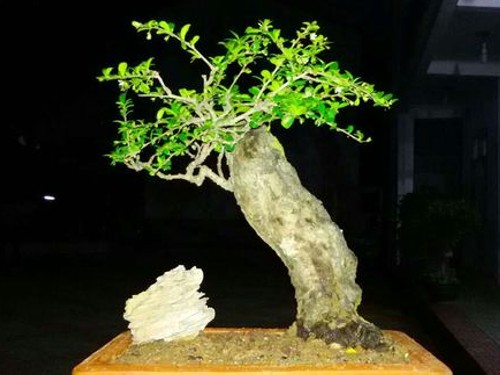 Modeling method of Fujian Tea Bonsai