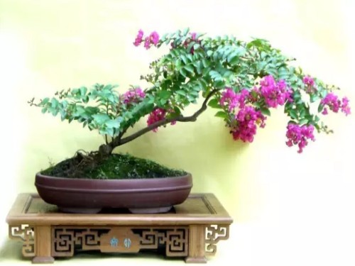 How to trim crape myrtle bonsai