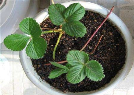 How to plant potted strawberry seeds