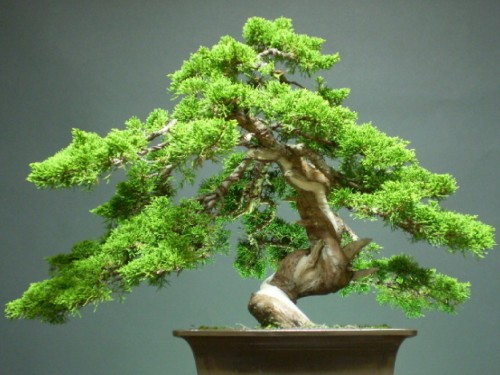 Modeling Technology of Cypress Bonsai