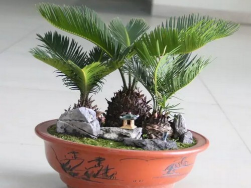 What kind of breeding does Cycas use?-Propagation methods of Cycas.