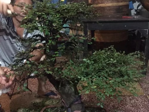 How to trim tree stump bonsai