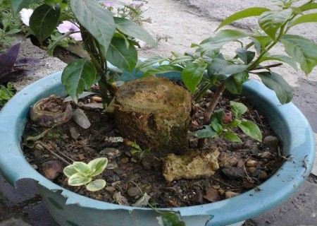 Old Branch cutting technique of Prunus mume with Bonsai Tree stump