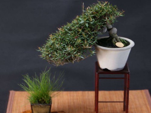 Time, method and principle of bonsai fertilization