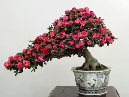 Fertilization method of Camellia Bonsai