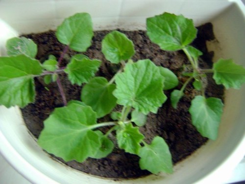 Sowing and Seedling-raising techniques of potted Chrysanthemum morifolium