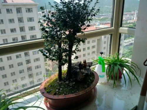 How to shape the bonsai of Luohansong