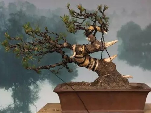 Bending skills in bonsai modeling