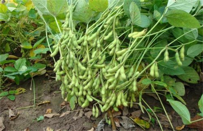 How to increase yield by planting edamame bean