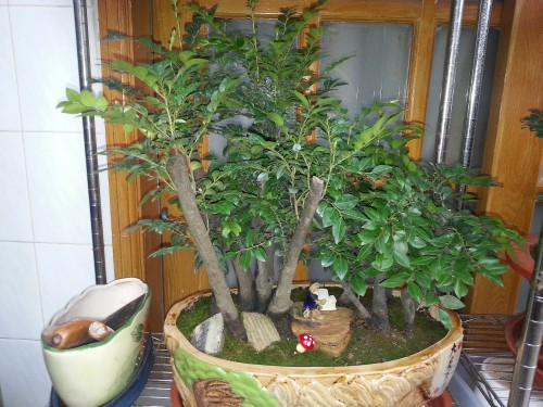 Pruning method of lobular red sandalwood bonsai