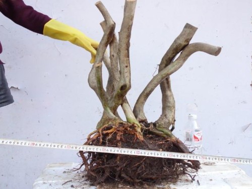 Tree stump Bonsai pile trunk pruning technology