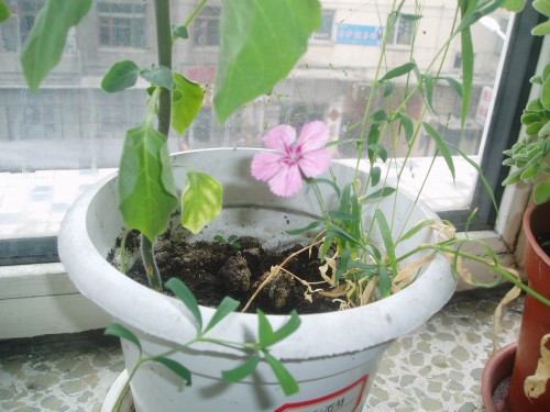 Propagation method of Dianthus chinensis