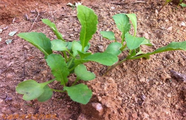 Prevention and treatment of dead seedlings of radish