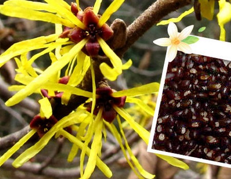 Sowing and propagation techniques of witch hazel