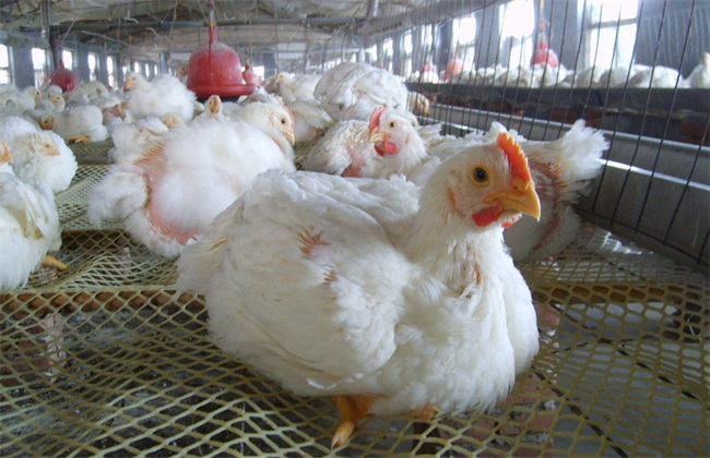 What kind of broiler breed should be raised?