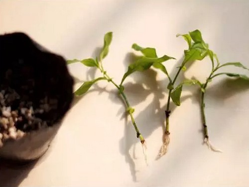 Cutting method of Blue Snow Flower