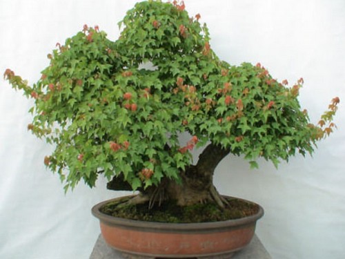 How to prune the bonsai of Triangle Maple