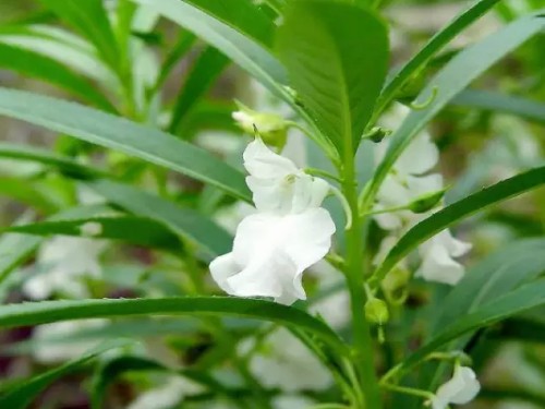 How impatiens spread its seeds