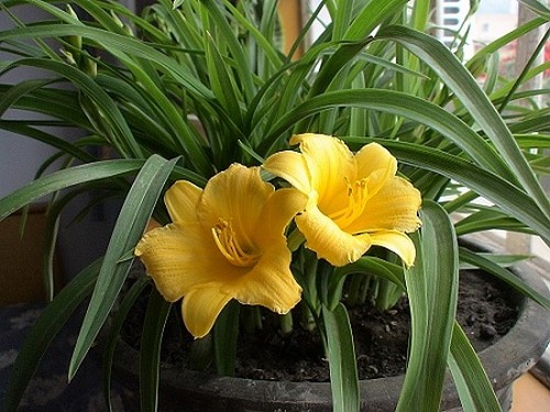 Breeding method of Hemerocallis