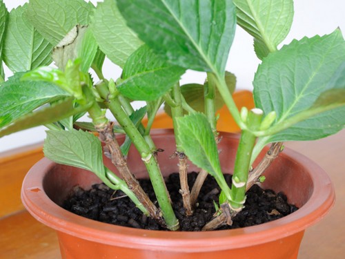 Cutting method of potted eight Immortals / Hydrangea