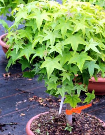 Propagation methods of witch hazel