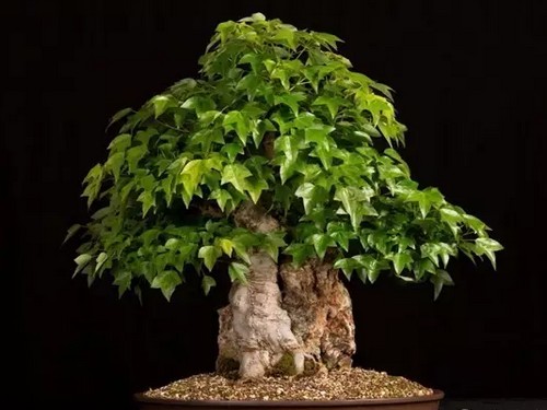 How to shape the triangular maple bonsai