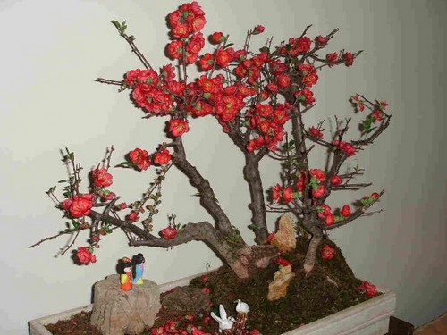 Pruning technique of potted crabapple with sticking stem