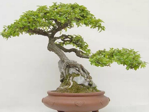 Modeling method of Lang Elm Bonsai