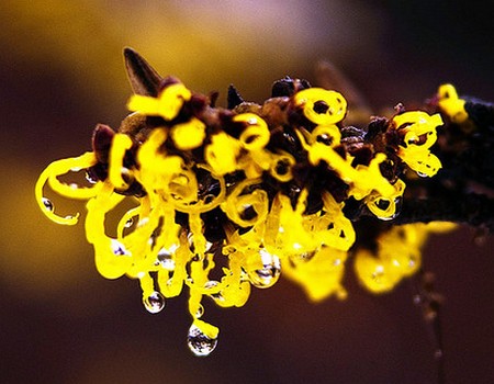 Propagation Technique of Hamamelis chinensis by Layering