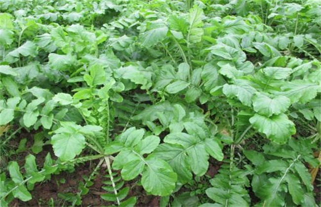 Causes of early bolting of radish and its preventive measures