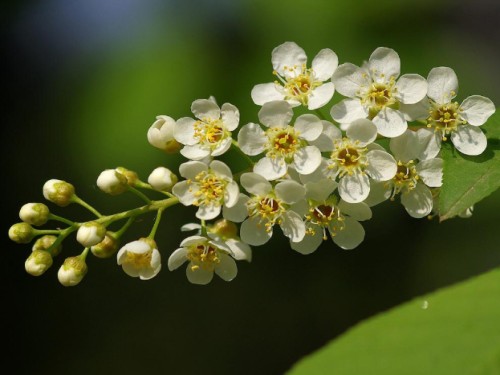 Propagation methods of thick plum