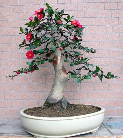 Pruning method of tea plum bonsai