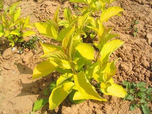 Cuttage Seedling technique of Rhizoma Rubra