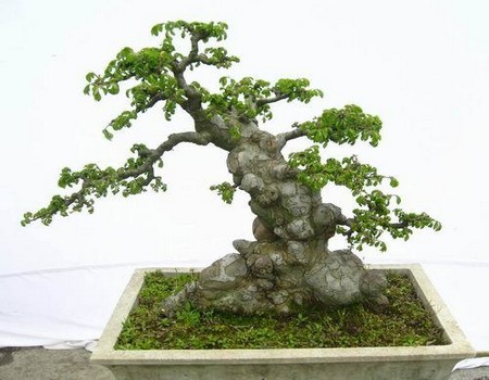 Shaping and pruning technique of bonsai of Robinia pseudoacacia