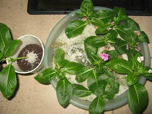 Cutting Seedling technique of Catharanthus roseus