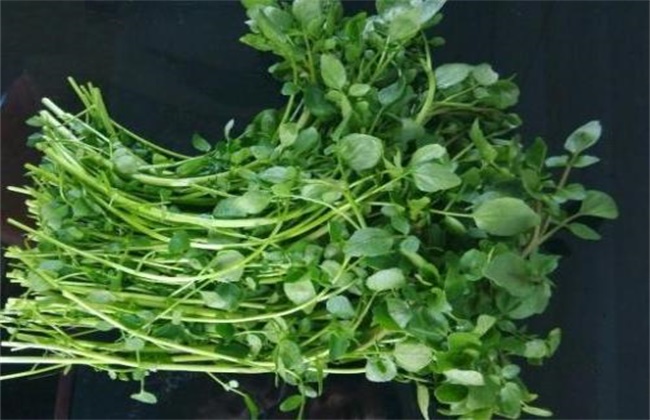 Matters needing attention in planting watercress