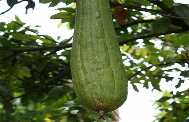 Seed retention method of towel gourd