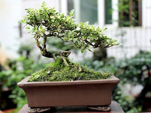 Watering method of snow bonsai in June