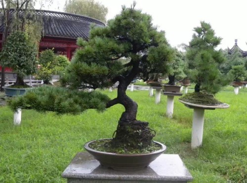 Fertilization skills of Pine Bonsai in Spring and Autumn