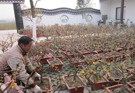 Teach you to cultivate wintersweet bonsai quickly.