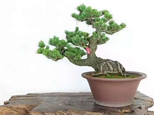 Fertilization method of Pine Bonsai