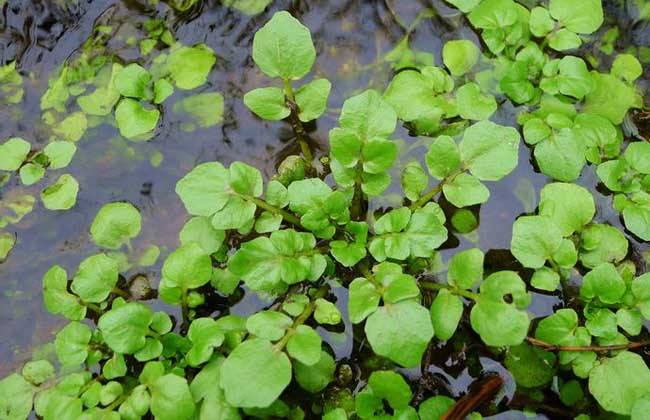 Cultivation techniques of watercress