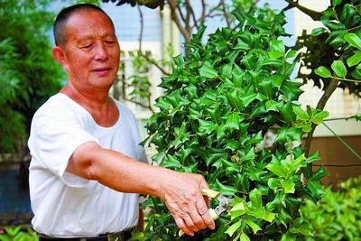 Modeling technology of bonsai with Chinese wolfbone