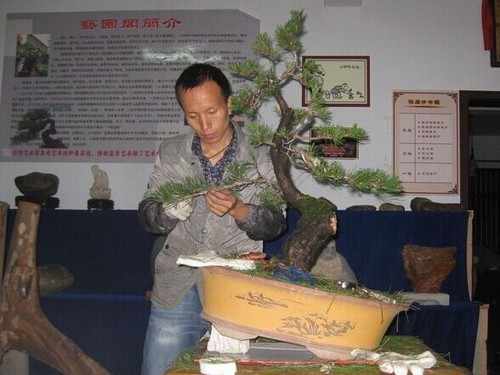 Pruning modeling method of black pine bonsai