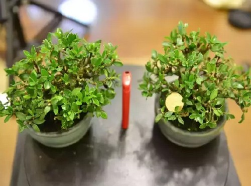 Gardenia bonsai leaf control pruning method