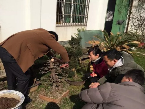 Bonsai pruning technique